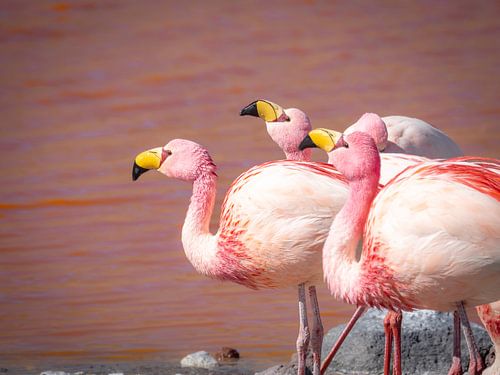 flamants roses