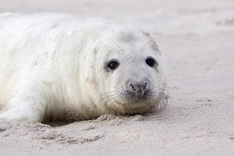Seal by Corrie Post