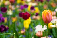 Nederlandse lente