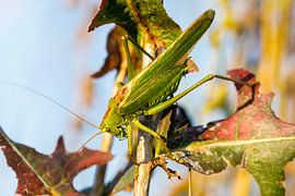 Le Grand Vert Heupferd sur Roland Brack