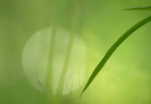 Simplicité (composition minimaliste de deux feuilles et de la mousse)