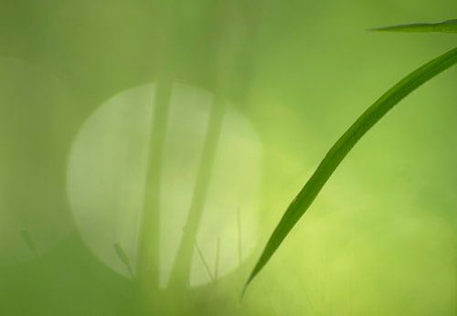 Schlichtheit (minimalistische Komposition aus zwei Blättern und Moos)