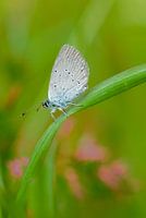boomblauwtje in het gras