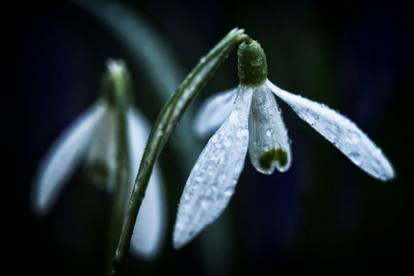 A Gentle Promise of Spring by Arendina Photography