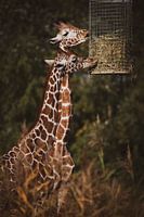 Twee giraffen eten hooi