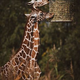 Twee giraffen eten hooi van Suzanne Schoepe