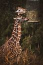 Twee giraffen eten hooi van Suzanne Schoepe thumbnail