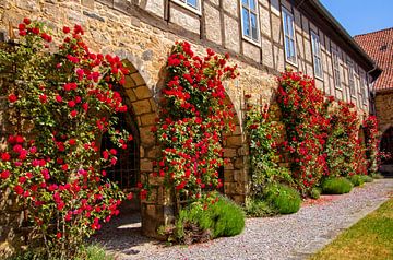 Historische kletternde Rosen