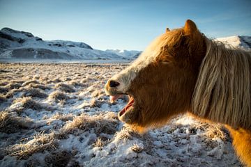 IJslands paard van Julian Buijzen