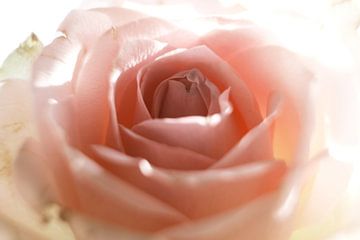 Rose in Pastell von Josef Rast Fotografie