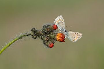 heideblauwtjes koppel in de morgendauw van Arien Linge