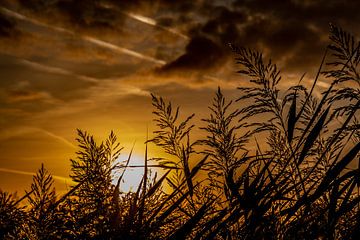 Sonnenaufgang_07 von Johan Honders