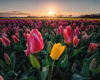 Beautiful tulips during sunrise.