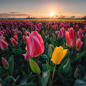 Schöne Tulpen bei Sonnenaufgang. von Nick de Jonge - Skeyes