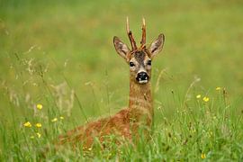 Chevreuil sur Hunink Ecologie