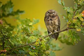 Eurasian Scops Owl by Milan Zygmunt