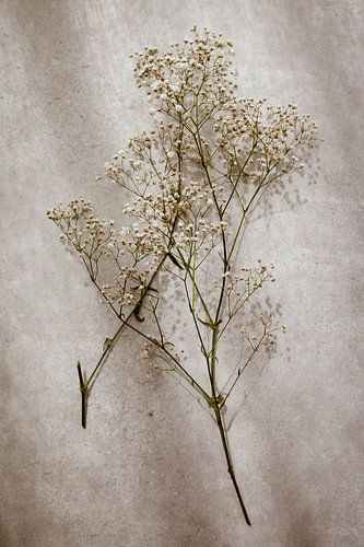 Baby's breath by Melanie Schat