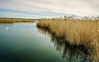 Federsee