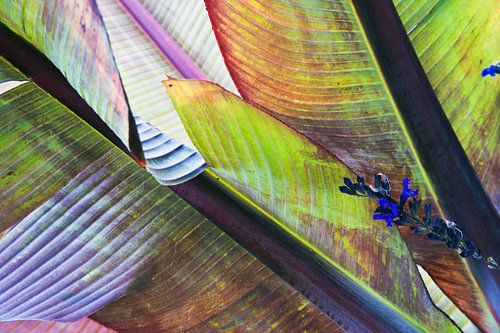 Betoverende, herfstige compositie van bananenbladeren