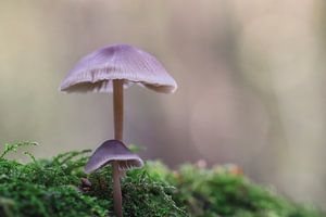 Champignons sur Mireille Breen