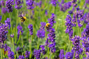 Lavendel van Michel Groen