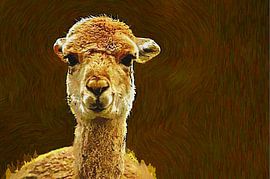 Vicuña-Kunst von Leo Huijzer