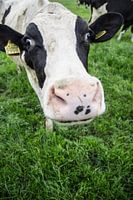 Curious dutch cow
