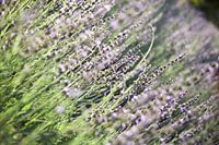 Lavendel