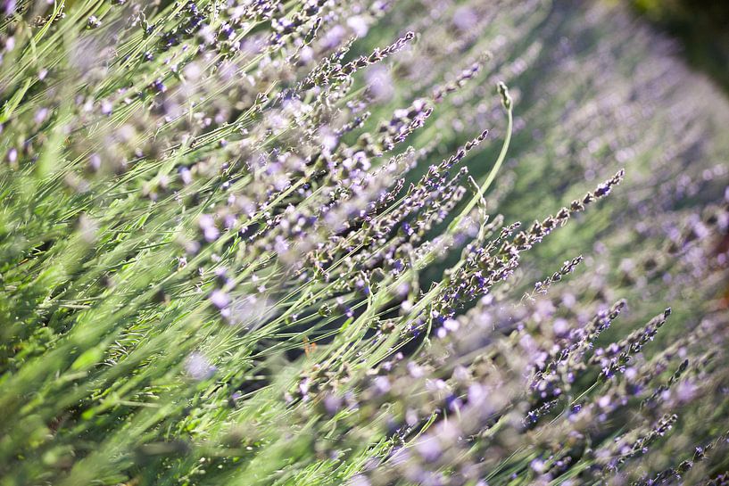 Lavendel van Stephan Van Reisen