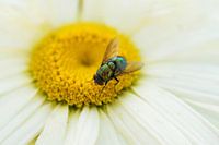 Vlieg op margriet