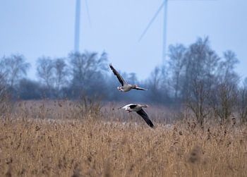 Geese above reed bed