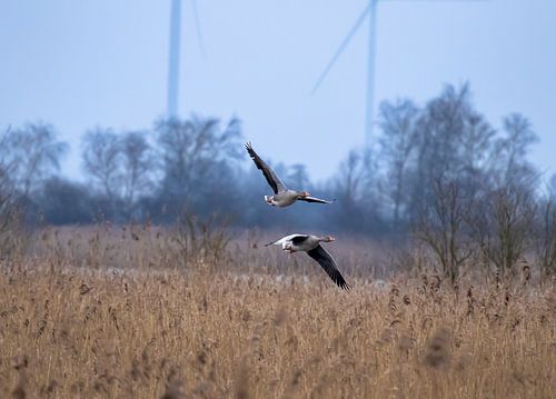 Ganzen boven rietveld