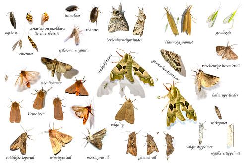 Les papillons de nuit aux Pays-Bas sur Michelle Peeters