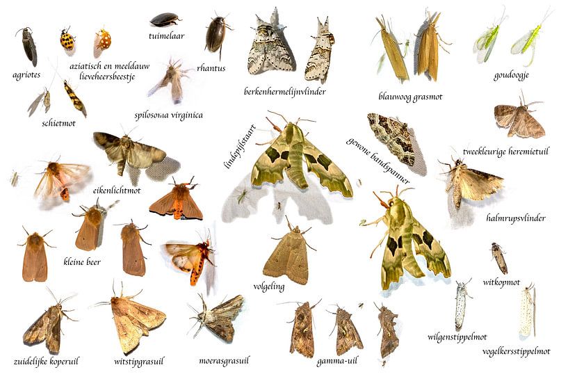Nachtfalter in den Niederlanden von Michelle Peeters