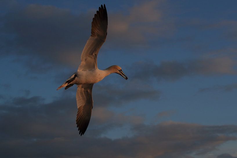 Fous de Bassan Île de Helgoland Allemagne par Frank Fichtmüller