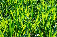 Jonge graanplanten in het tarweveld