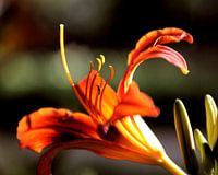 Macro shot of a beautiful flower on a spring day 01
