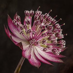 Astrantia Major (Zeeuws Knoopje) van Marjolijn van den Berg