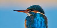 Eisvogel - Porträt von Eisvogel.land - Corné van Oosterhout Miniaturansicht