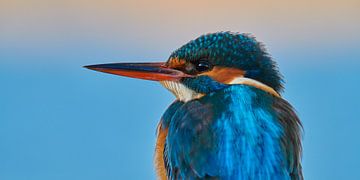 Kingfisher - portrait by Kingfisher.photo - Corné van Oosterhout
