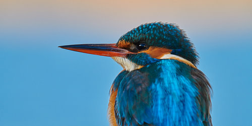 IJsvogel - portret