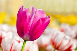 Een roze tulp voor tulpenveld vol bloemen