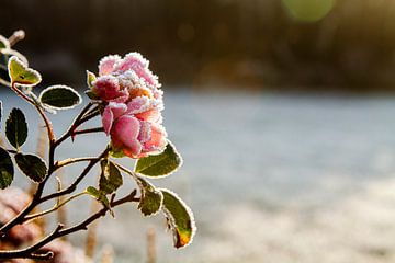 roze rozen met vorst op de bloembladeren van Margriet Hulsker