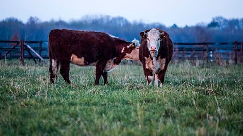 Twee bruine koeien op landgoed Scholtenszathe in Drenthe