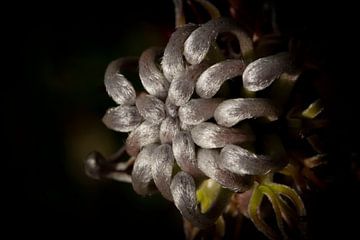 Fynbos von Shane van Dyk