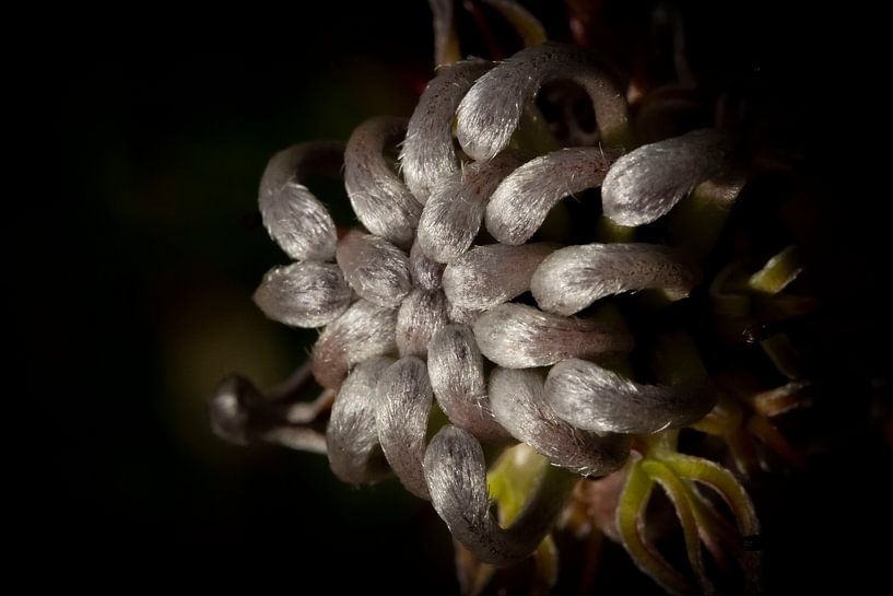 Fynbos par Shane van Dyk