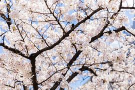 Kersenbloesem by Schram Fotografie