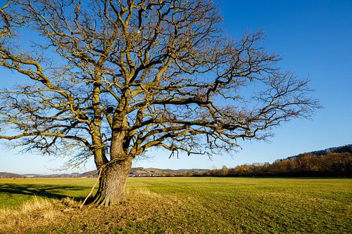 The Thick Oak