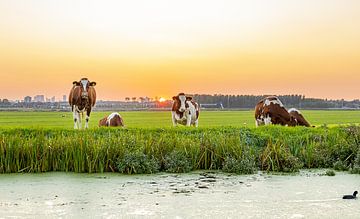 Koeien in zonsondergang van Ricardo Van diggelen