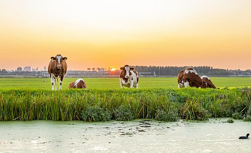 Cows in Sunset
